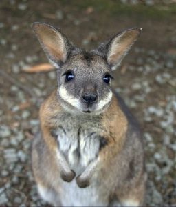 Todos los NOMBRES DE ANIMALES que empiezan por la letra W